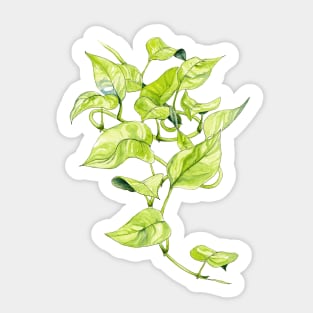 Devils Ivy, Illustration Sticker